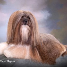 Ziggy - Lhasa Apso
