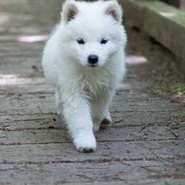 Pomsky Puppies from New World Pomskies