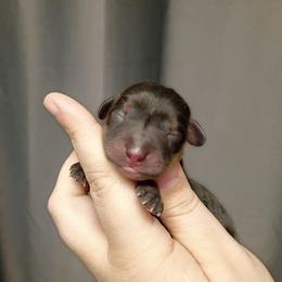 Bella - Black and tan female Dachshund puppy in Pasco, Washington from G & G Kennel