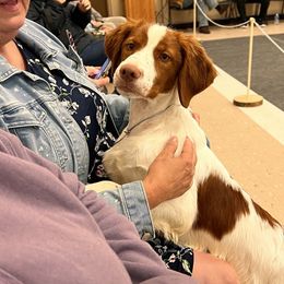 Labyrinth Brigadier All The Stars In The Sky - White and orange male Brittany puppy in Maidens, Virginia from Labyrinth Brittanys