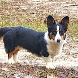 Buster - Cardigan Welsh Corgi