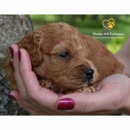 Cockapoo Puppies from Chesley Hill Cockapoos