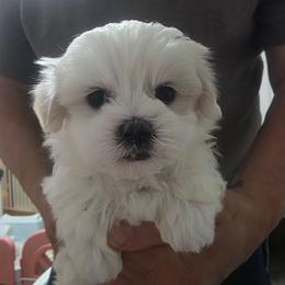 Archie - White male Mal-Shi puppy in Belleville, Michigan from Michigan Maltese Puppies