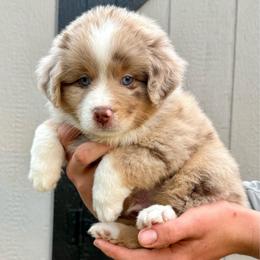 Professor Plum - male Toy Australian Shepherd puppy in Lowgap, North Carolina from Ramblin’ Rose Mini's