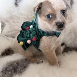 Tamworth - Red speckled female Australian Cattle Dog puppy in Pierpont, Ohio from Spotted Ewe ACDs