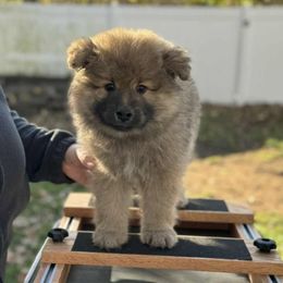 Ember - Tan female Finnish Lapphund puppy in Mount Clemens, Michigan from Tulikettu Kennel