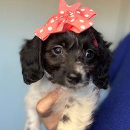 Aspen (Parti Female) - Black and white female Companion Cross puppy in Waldron, Arkansas from Kay’s Cutie Poos
