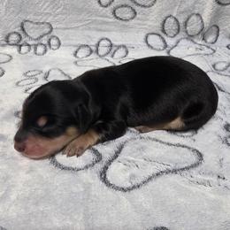 Black and Cream Boy - Black and cream male Dachshund puppy in Choctaw, Oklahoma from TS Performance Horses & Dachshunds