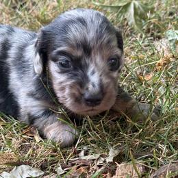Chester - Dapple male Dachshund puppy in Salem, Oregon from Longdox Mini Dachshunds