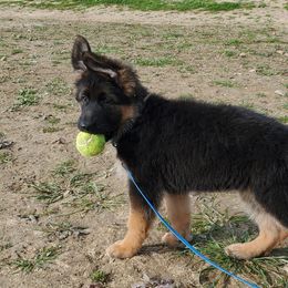 German Shepherd Puppies from Chico's German Shepherds