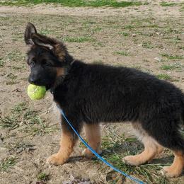 German Shepherd Puppies from Chico's German Shepherds