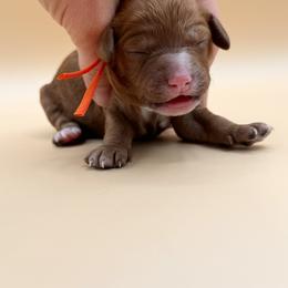 Orange - Red female Australian Labradoodle puppy in Sacramento, California from Adorable Labradoodle