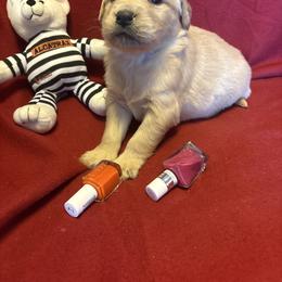 Ramie - Golden female Golden Retriever puppy in Grant County, Indiana from On The Sunny Side Pavey Farms