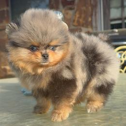 Candy - Blue merle female Pomeranian puppy in Coleman, Oklahoma from Pretty Poms