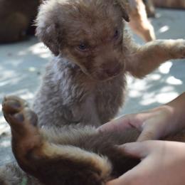 Pitaya(Dragon fruit) - Deadgrass male Chesapeake Bay Retriever puppy in Soap Lake, Washington from Desert Oasis Kennels