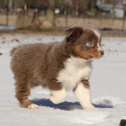 Bronco - Australian Shepherd