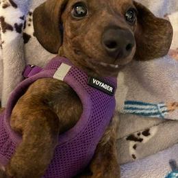 Dachshund Puppies from Army of Dachshunds