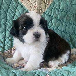 Peter - Brindle and white male Shih Tzu puppy in Jasper, Georgia from Tiny Bubbles Shih Tzus