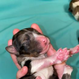 Aussiedoodle, Australian Shepherd, and Toy Australian Shepherd Puppies from Circle B Farms