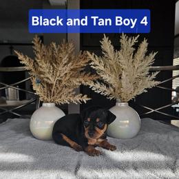 Black and Tan Boy 4 - Black and rust Miniature Pinscher puppy in Blossvale, New York from CNY Miniature Pinschers