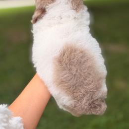 Brinkley - Brown female Poodle puppy in Somerset, Kentucky from Hilltop Doodles KY LLC
