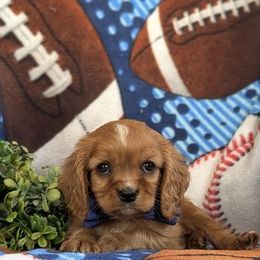 Elton - Ruby male Cavalier King Charles Spaniel puppy in Elk Grove, California from Country Charm Cavaliers