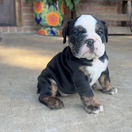 Isabella - Black tri-color female Bulldog puppy in Ben Lomond, Arkansas from Miesha Carver's Bulldogs