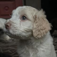 Barbado da Terceiras from Serenity lake farm