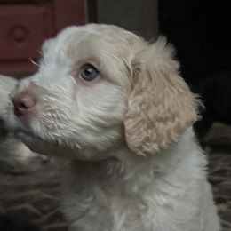 Barbado da Terceiras from Serenity lake farm