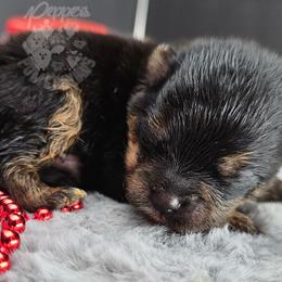 Pepper's All Apologies - Apollo - Black and tan male Pomeranian puppy in Plant City, Florida from Pepper's Pomeranians