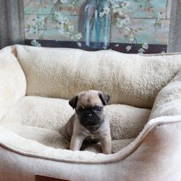 Miss Queen - Fawn female Pug puppy in Barry, Illinois from Tina’s Pugs