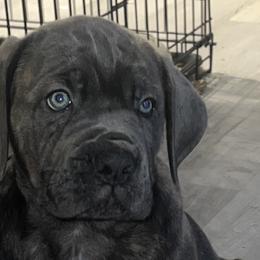 Cane Corso from Elite Legacy Corsos