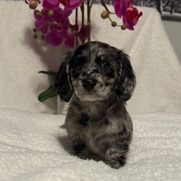 Dapple girl 1 - Dapple female Dachshund puppy in Kentucky from Wonderful Weiners