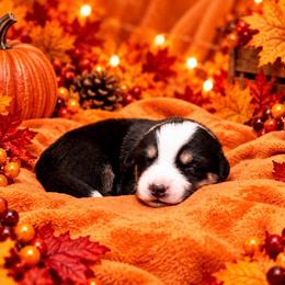 Wyatt - Black and white male Cardigan Welsh Corgi puppy in Kerens, West Virginia from Leather & Lace