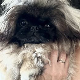 Mattie - Pekingese