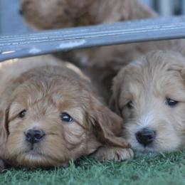 Goldendoodle Puppies from Deer Valley Doodles