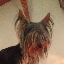 Yorkshire Terriers from Carney Kennels