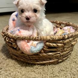 Maltese Puppies from Missy's Maltese
