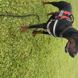 Doberman Pinschers from Horizon Canines