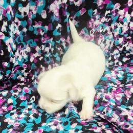 Molly - White female Maltese puppy in Austin, Texas from Austin Maltese Babies