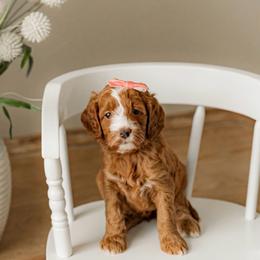 Blossom (light pink) - Red  female Goldendoodle puppy in Apopka, Florida from The Classic Doodle