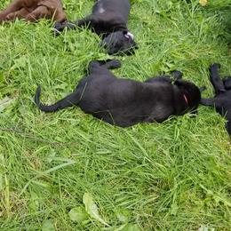 Labrador Retriever Puppies from Copper Creek Outfitters and Kennel