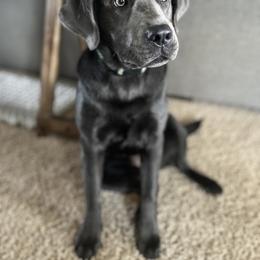 Dilute Retriever and Labrador Retriever Puppies from Lynn Valley Labradors