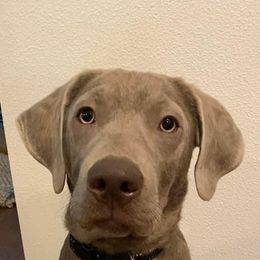 Labrador Retriever All Grown Up from Redfearn Retrievers