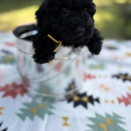 Poodle Puppies from Grams poodle babies