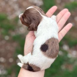 Broad Bill - Boy 2 - Dapple male Dachshund puppy in Corbin, Kentucky from Steele Half Acre Homestead