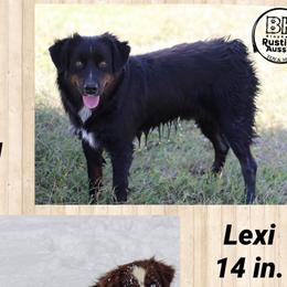 Diesel - Miniature Australian Shepherd