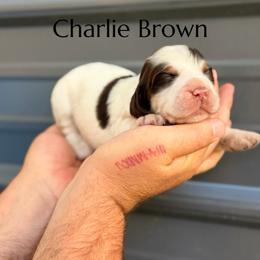 Charlie Brown - Liver white and tan male English Springer Spaniel puppy in Uvalda, Georgia from Willow Creek Farms