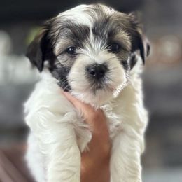 Beaut (purple collar) - White Havanese puppy in Osceola, Indiana from LUV my HAVAMALT