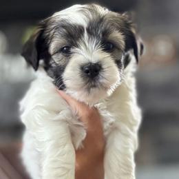 Beaut (purple collar) - White Havanese puppy in Osceola, Indiana from LUV my HAVAMALT